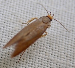 Crassa unitella