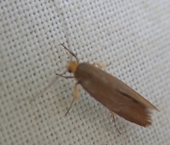Crassa unitella