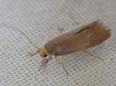 Crassa unitella