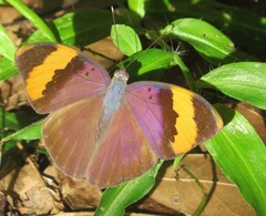 Euphaedra neophron