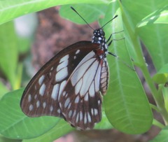 Graphium philonoe