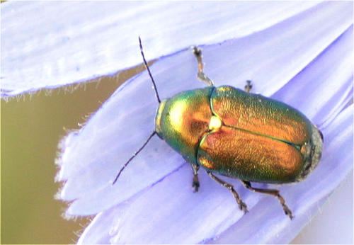 Žaliasis Paslėptagalvis nuotrauka