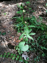 Ranunculus cassubicus