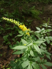 Agrimonia pilosa