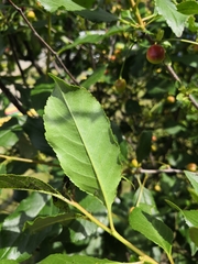 Prunus cerasus