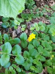 Lysimachia nummularia