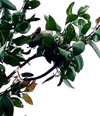 Mesembriomys gouldii