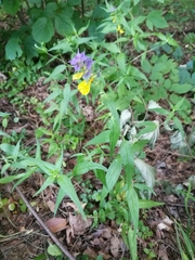 Melampyrum nemorosum