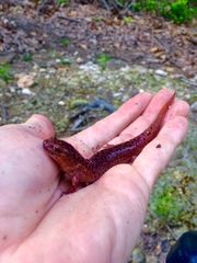 Pseudotriton ruber ruber