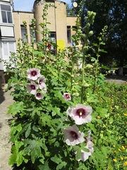 Alcea rosea
