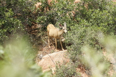 Odocoileus hemionus