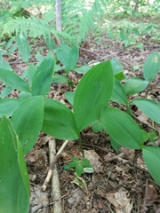 Convallaria majalis
