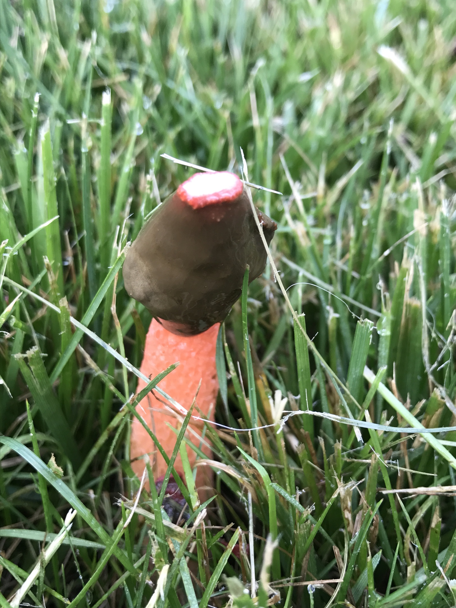 Phallus rubicundus image