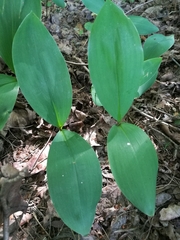 Convallaria majalis