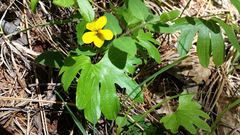 Viola lobata