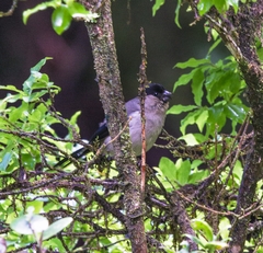Pyrrhula murina