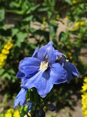Delphinium trolliifolium