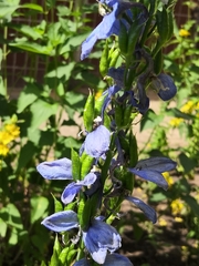 Delphinium trolliifolium