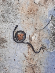 Pareas margaritophorus