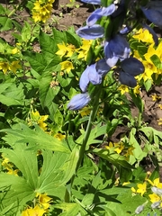 Delphinium trolliifolium