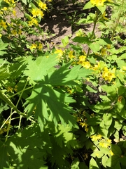 Delphinium trolliifolium