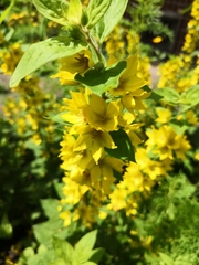 Lysimachia punctata