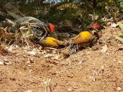 Dinopium benghalense