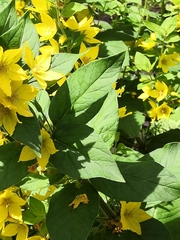 Lysimachia punctata
