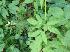 Aegopodium podagraria