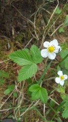 Fragaria orientalis