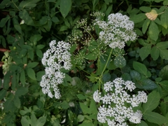 Aegopodium podagraria