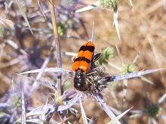 Trichodes crabroniformis