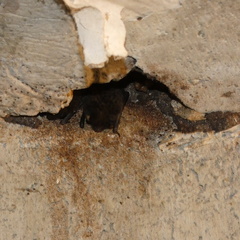 Vespadelus troughtoni