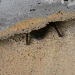 Vespadelus troughtoni