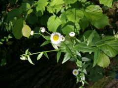 Erigeron annuus