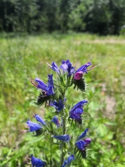 Echium vulgare