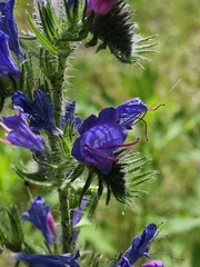 Echium vulgare