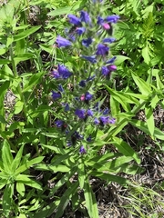 Echium vulgare
