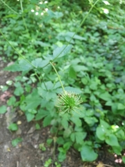 Geum urbanum
