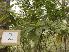 Alstonia muelleriana