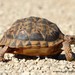 Northern Tent Tortoise - Photo (c) Markus  Lilje, some rights reserved (CC BY-NC-ND), uploaded by Markus  Lilje