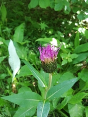 Cirsium heterophyllum
