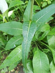 Cirsium heterophyllum