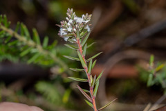 Leucopogon collinus