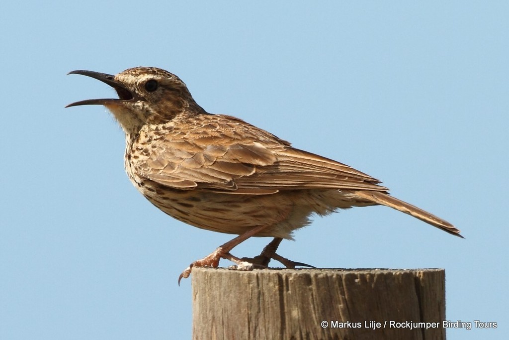 Cape Long-billed Lark (Certhilauda curvirostris) photo