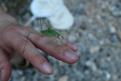 Acrometopa servillea