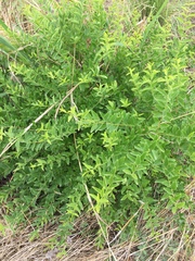 Strychnos spinosa spinosa