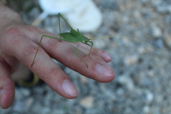 Acrometopa servillea