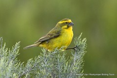 Crithagra flaviventris