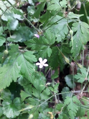 Geranium robertianum